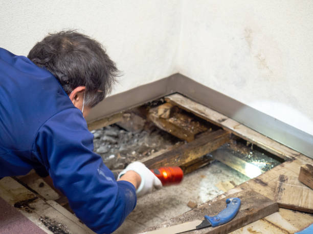 Reliable Basin, WY Mold Remediation Solutions
