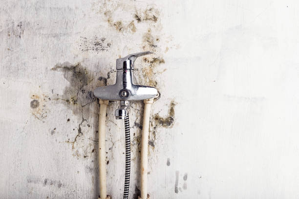Best Industrial Mold Remediation in Basin, WY