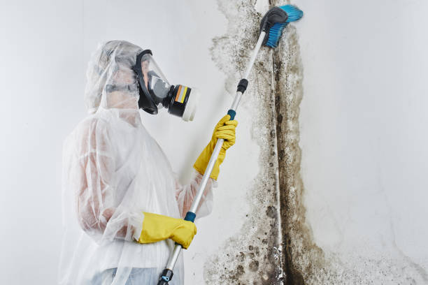 Best Attic Mold Remediation in Basin, WY