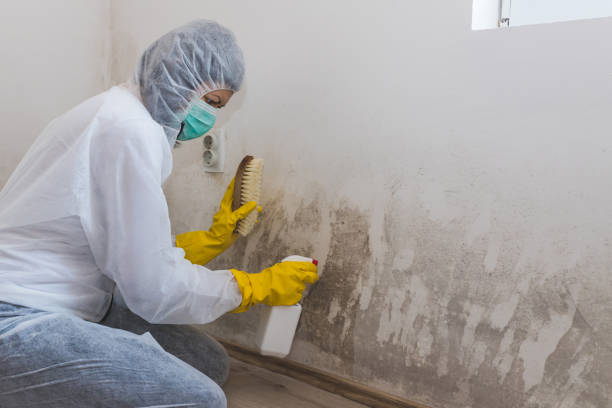 Best Health and Safety Mold Remediation in Basin, WY