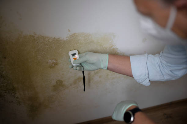 Best Localized Mold Remediation (e.g., coastal areas, humid climates) in Basin, WY