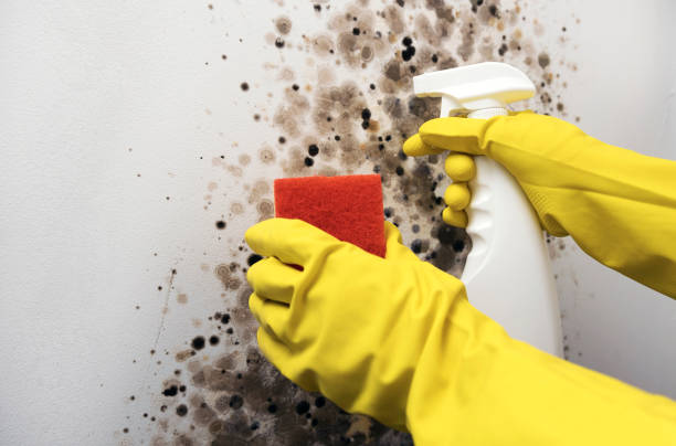 Best Post-Flood Mold Remediation in Basin, WY