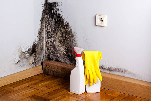 Best Post-Flood Mold Remediation in Basin, WY